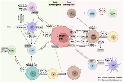 Chemokines in the tumor microenvironment: implications for lung cancer and immunotherapy